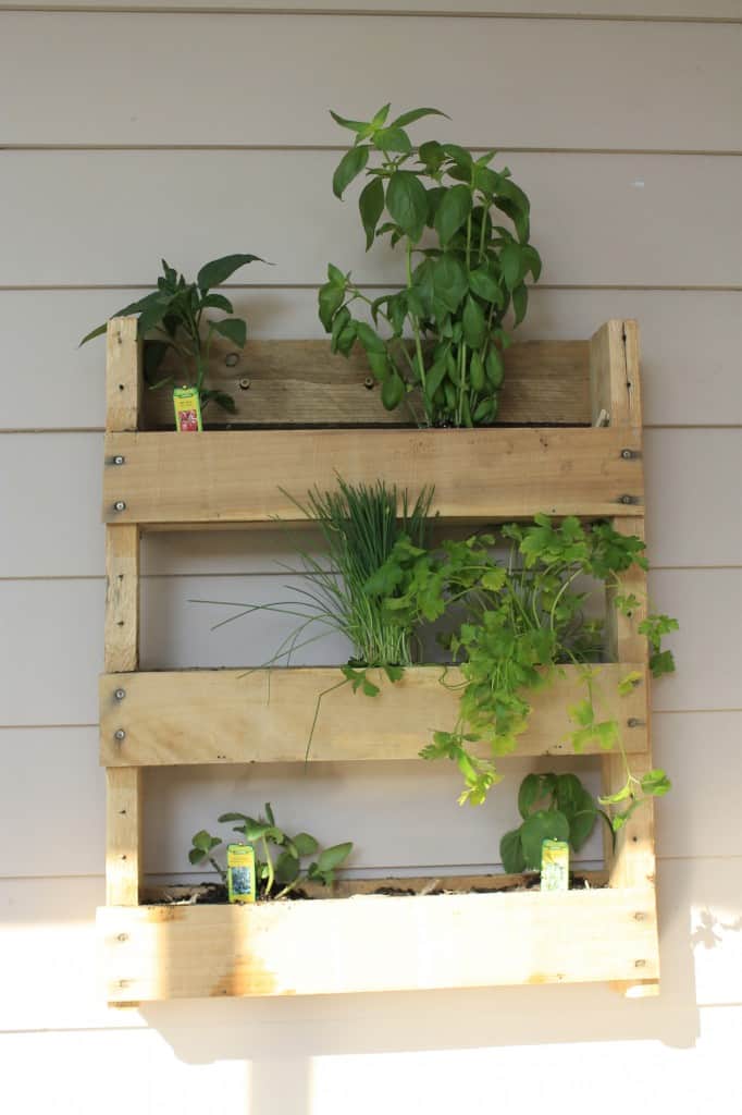 A photo of out vertical herb garden. It's made using pallet wood.