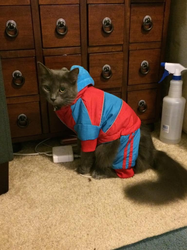 Cat in a Tracksuit - Charleston Crafted