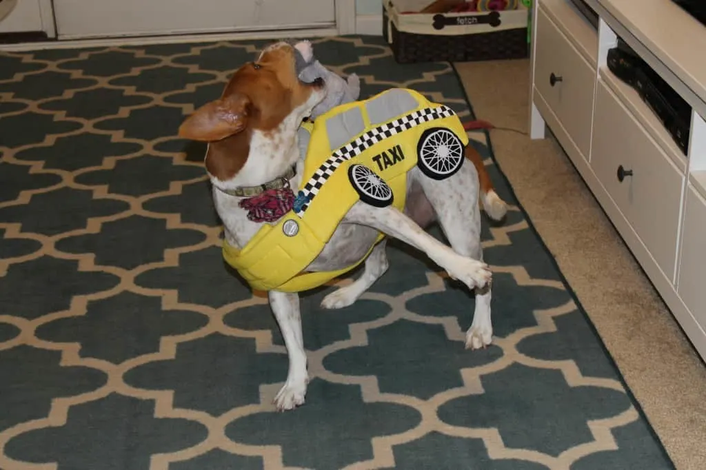Dog hates taxi cab costume - charleston crafted