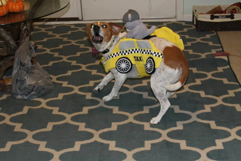 Dog hates taxi cab costume - charleston crafted