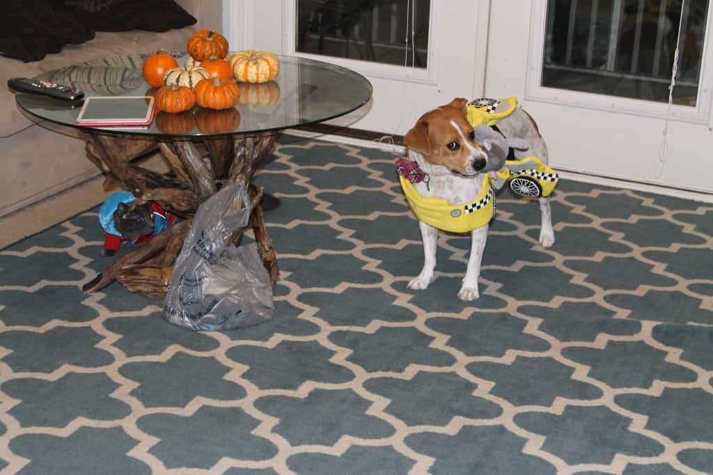 Dog hates taxi cab costume - charleston crafted