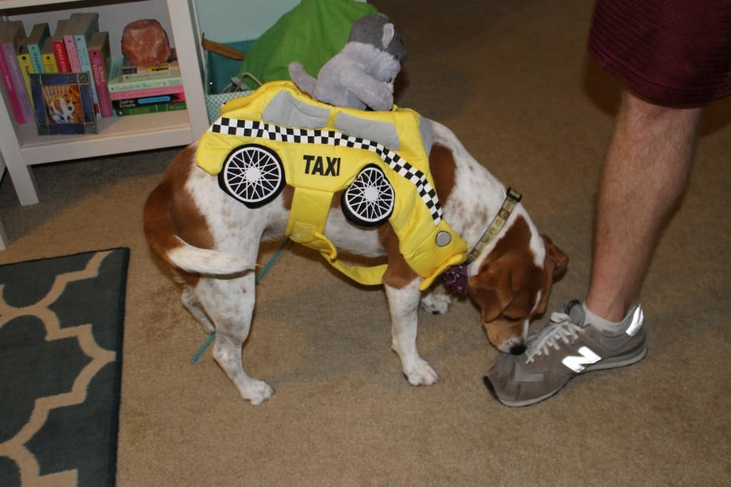 Dog hates taxi cab costume - charleston crafted