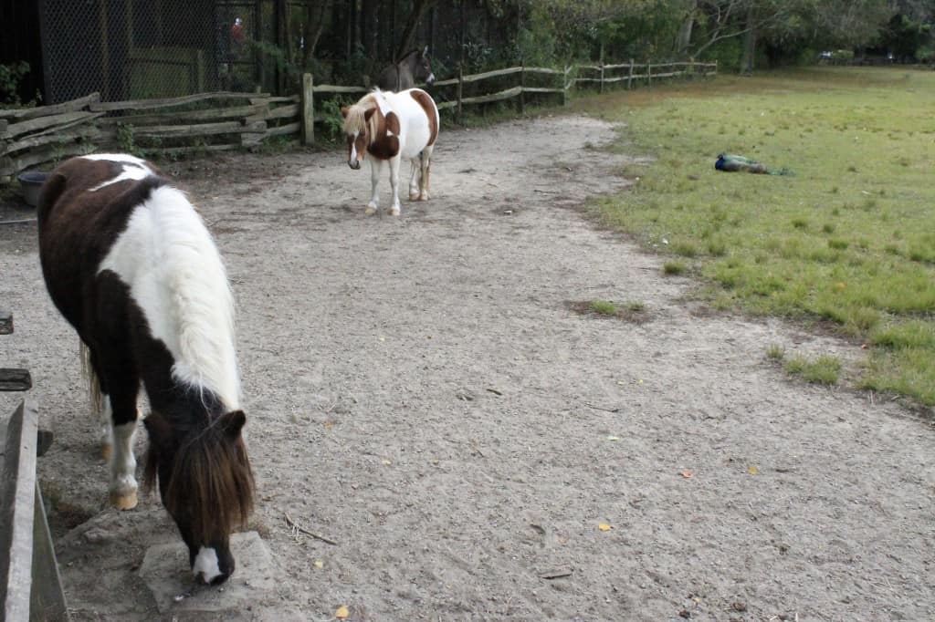 101 in 1001 Magnolia Plantation - Charleston Crafted