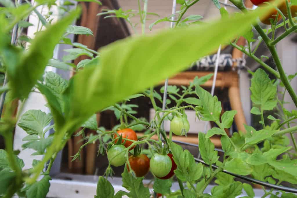 Garden Update via Charleston Crafted