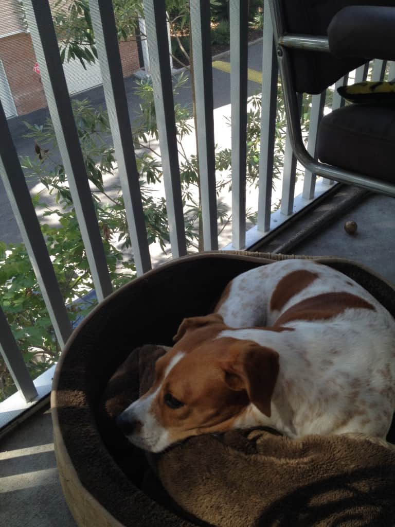 Cici in her bed