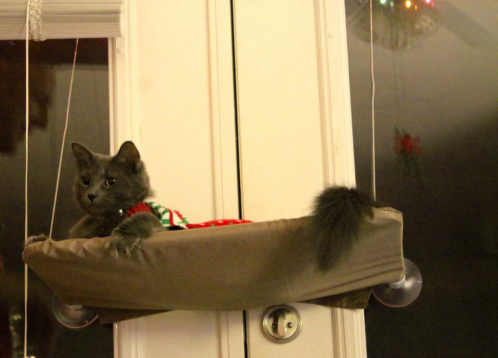 Bear in her hammock