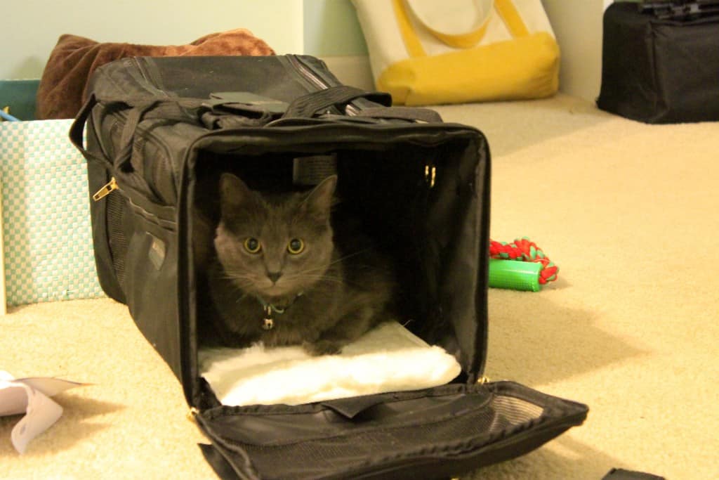 Bear in her carrier