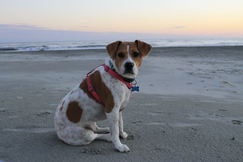 Cici in her harness