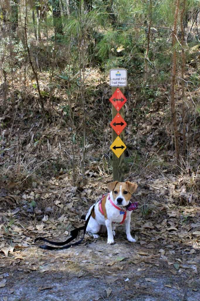 Laurel Hill County Park - Charleston Crafted