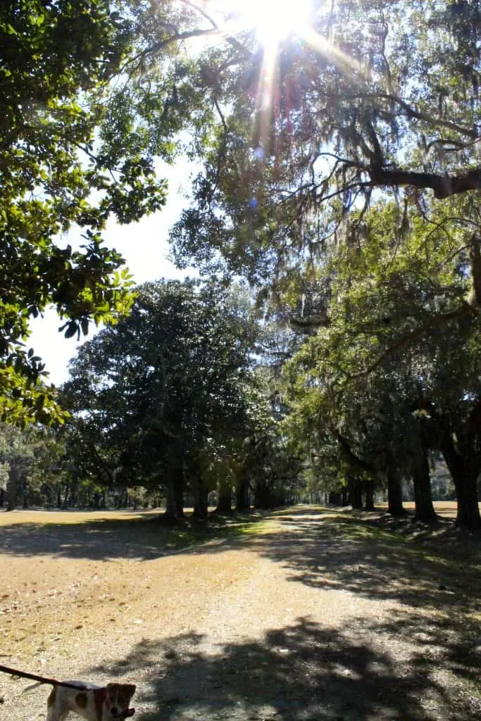 Laurel Hill County Park - Charleston Crafted