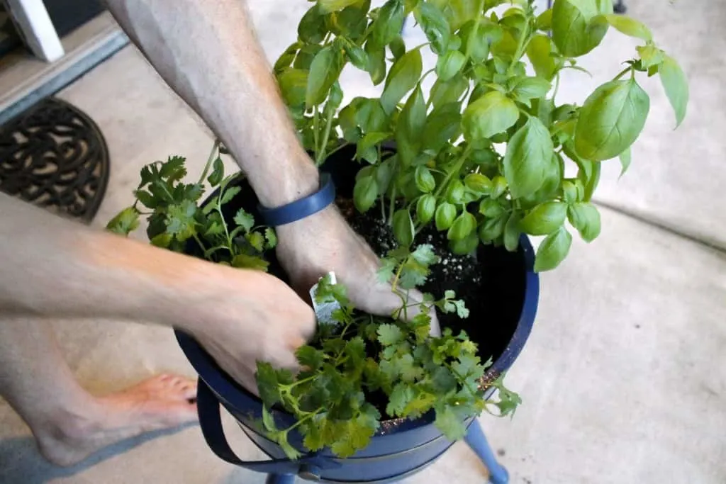 A photo of the basil plants being planted into the planter. 