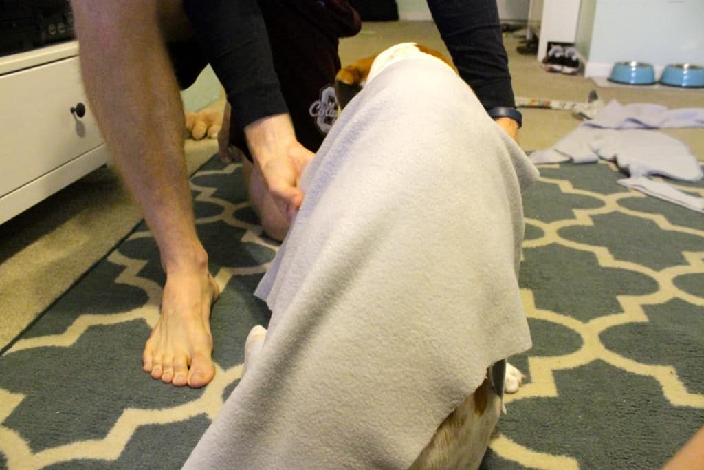 DIY cat and dog narwhal costume tutorial - charleston crafted