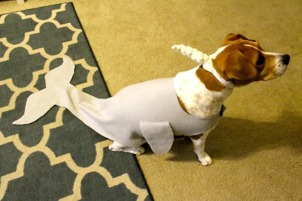 DIY cat and dog narwhal costume tutorial - charleston crafted