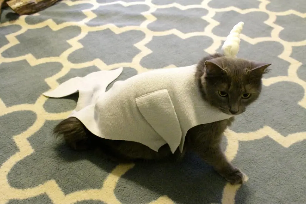 DIY cat and dog narwhal costume tutorial - charleston crafted