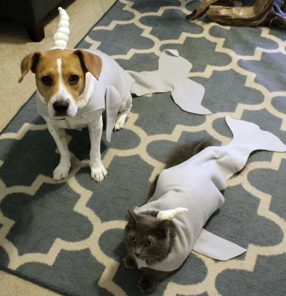 DIY cat and dog narwhal costume tutorial - charleston crafted