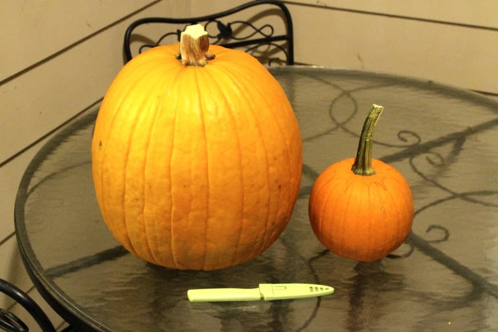 two sizes of pumpkins