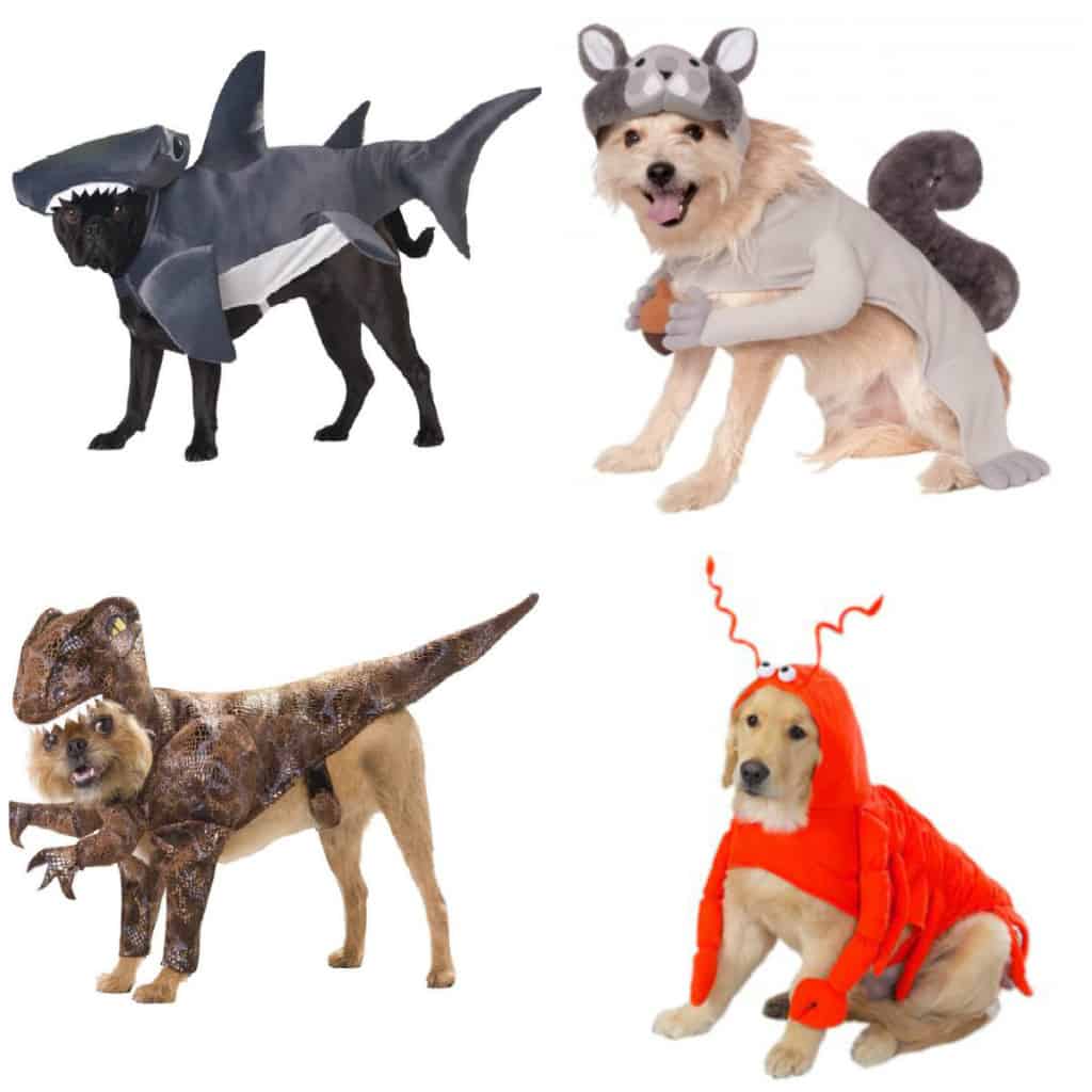 pets in animal halloween costumes