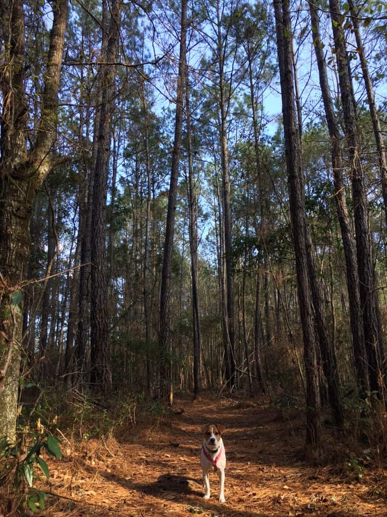 Francis Marion Swamp Fox Trail - Charleston Crafted