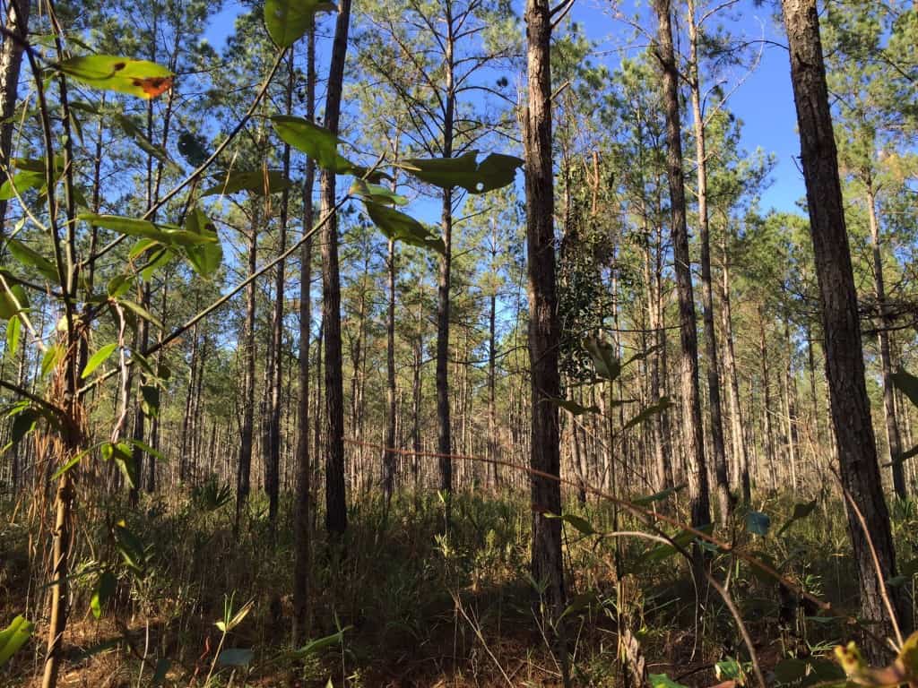 Francis Marion Swamp Fox Trail - Charleston Crafted