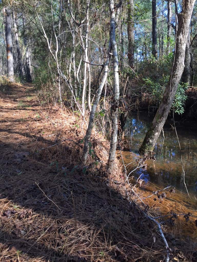 Francis Marion Swamp Fox Trail - Charleston Crafted