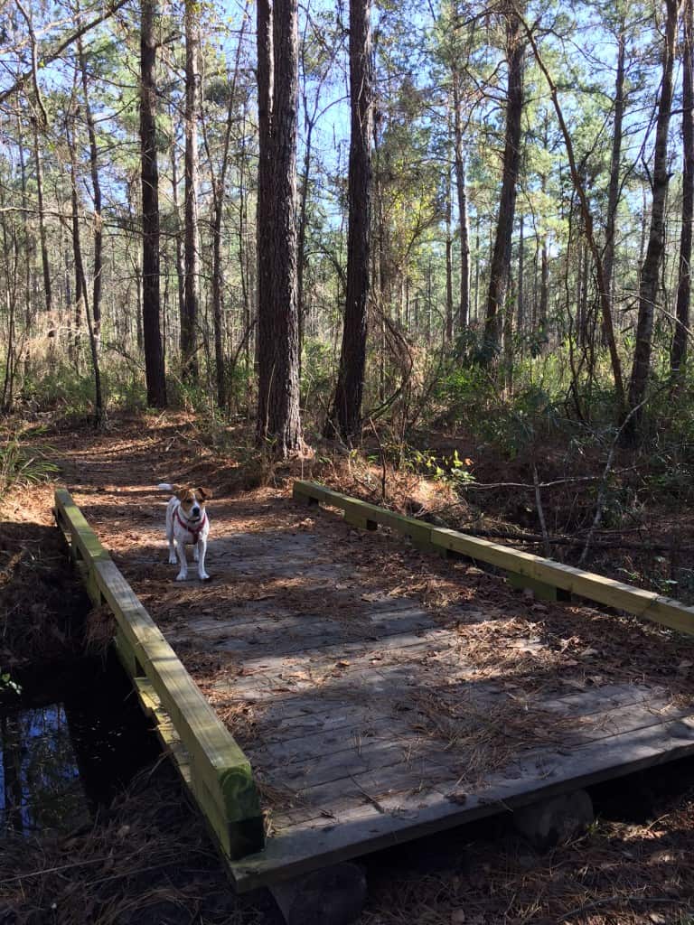 Francis Marion Swamp Fox Trail - Charleston Crafted