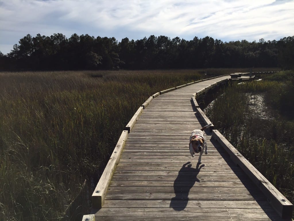 Francis Marion National Forest Sewee Shell Ring Trail - Charleston Crafted