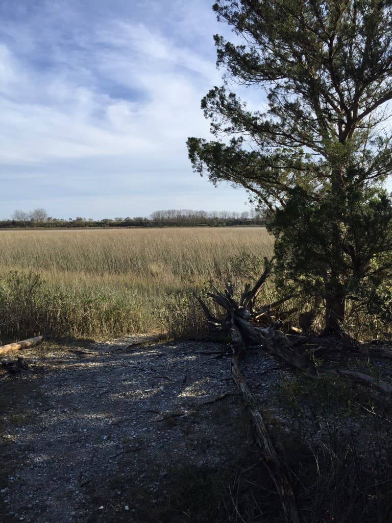 Francis Marion National Forest Sewee Shell Ring Trail - Charleston Crafted