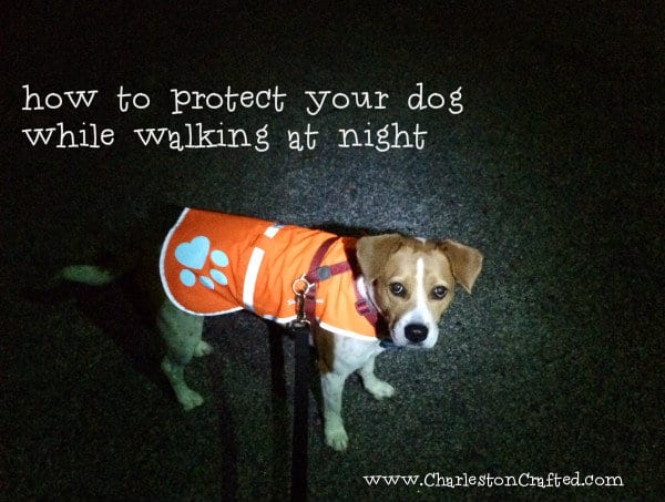 How to Protect Your Dog While Walking at Night - Charleston Crafted