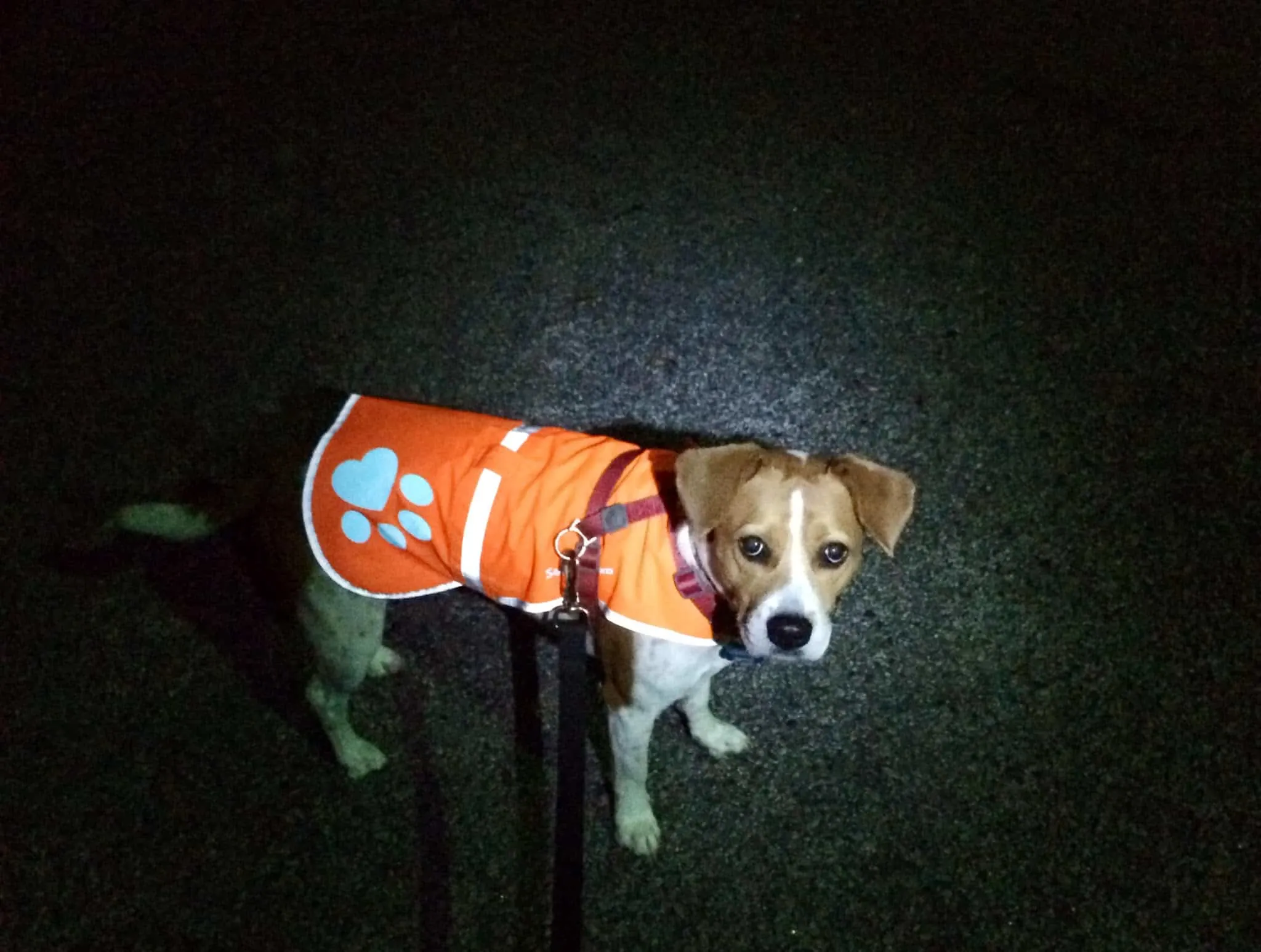 How to Protect Your Dog While Walking at Night - Charleston Crafted