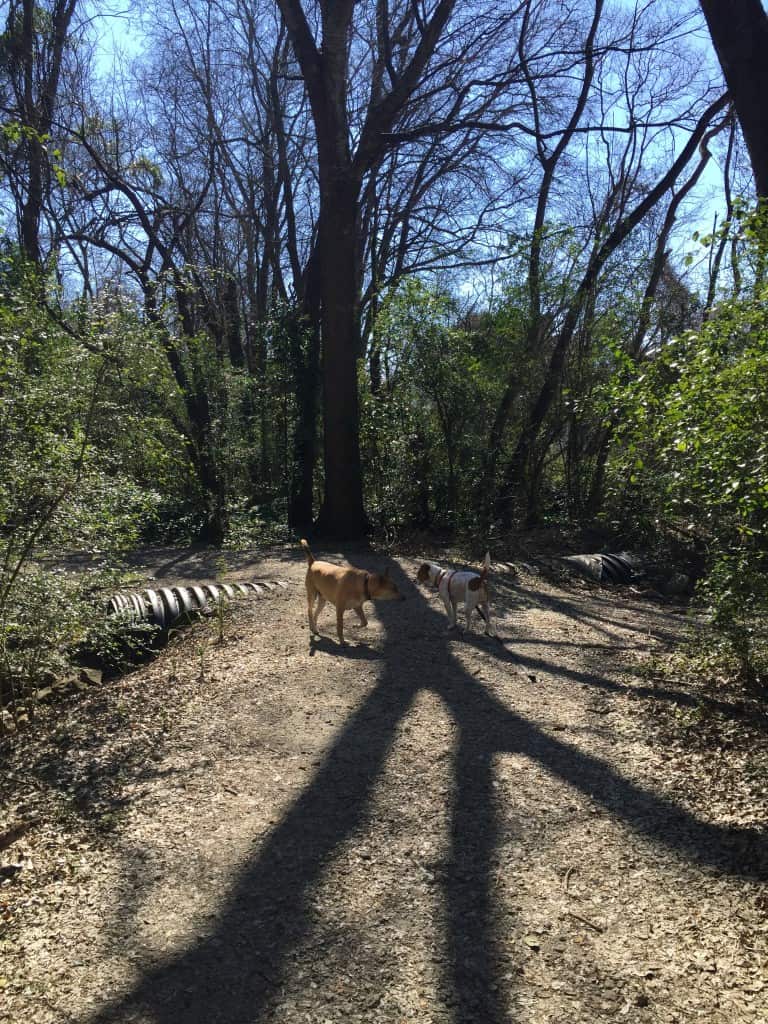 Patriot's Point Nature Trail - Charleston Crafted