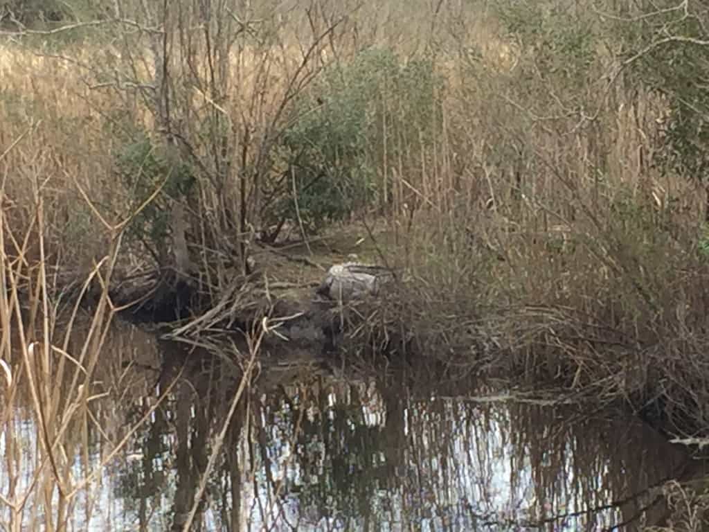 caw caw county park - charleston crafted