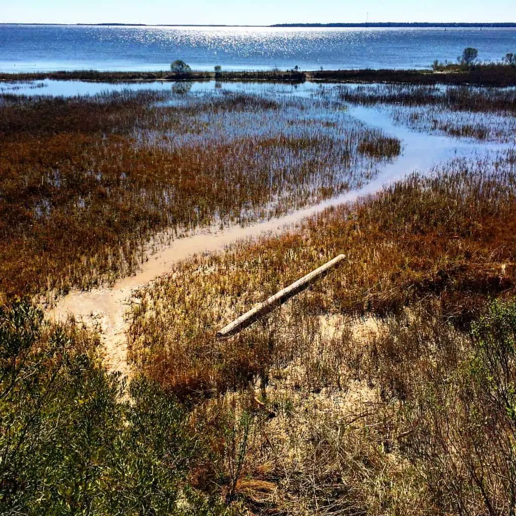 Patriot's Point Nature Trail - Charleston Crafted