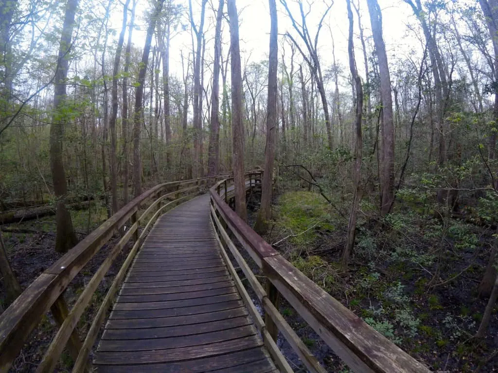 Congaree National Park - Charleston Crafted