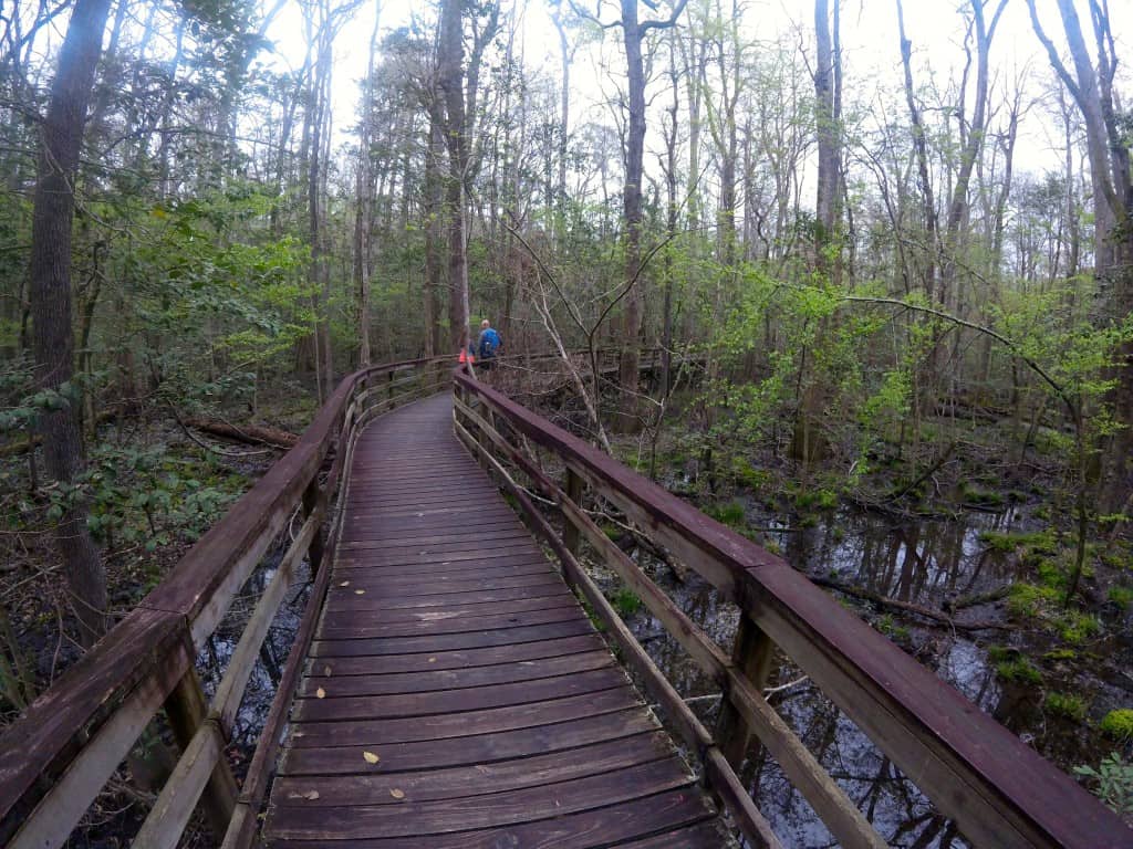 Congaree National Park - Charleston Crafted