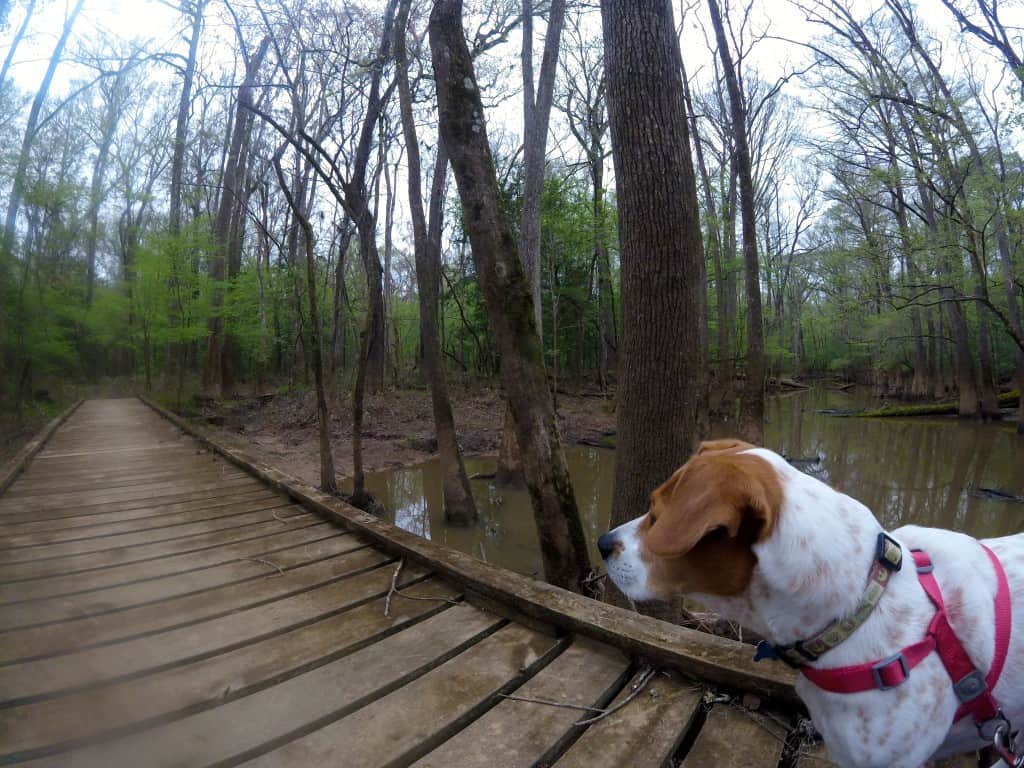 Congaree National Park - Charleston Crafted