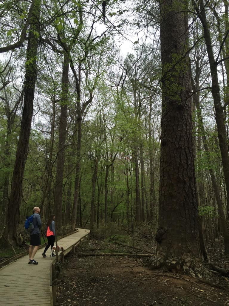 Congaree National Park - Charleston Crafted