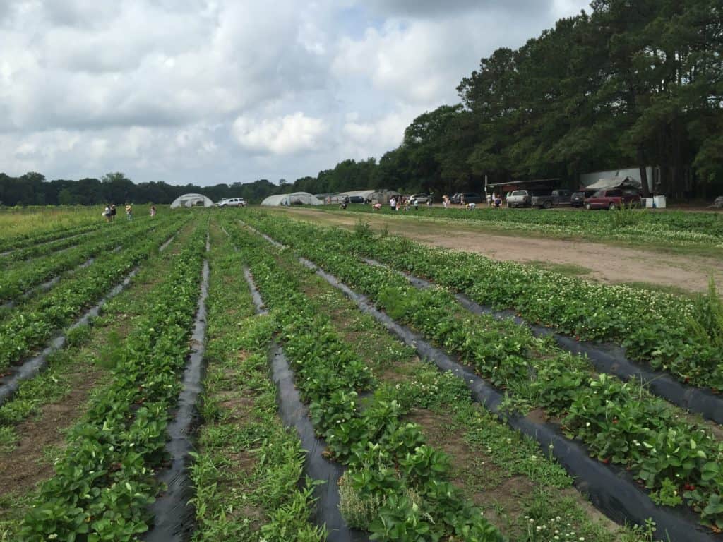 101 in 1001: Strawberry Picking (for my birthday!)