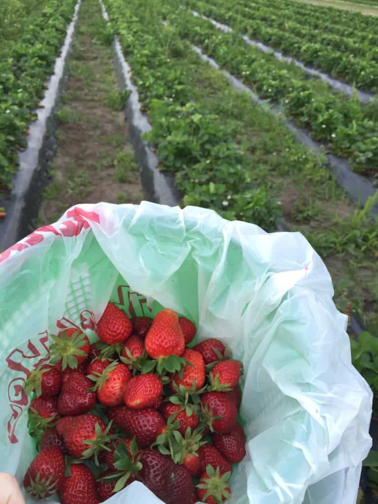 101 in 1001: Strawberry Picking (for my birthday!)