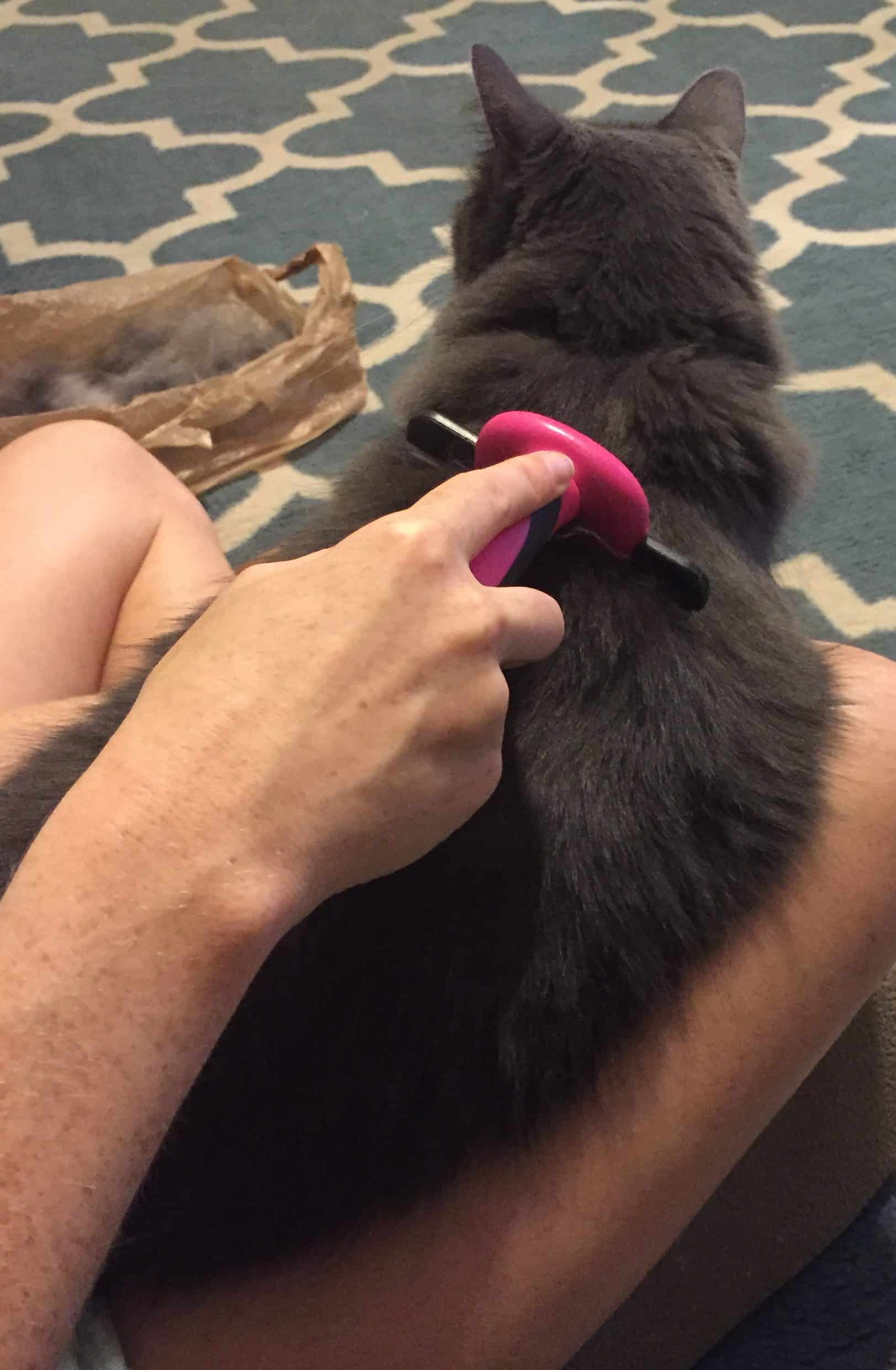 The Purrfect Pet Brush - Charleston Crafted