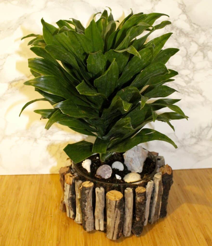 Tropical DIY Driftwood Plant Pot Update - Charleston Crafted