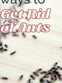 the best ways to get rid of ants