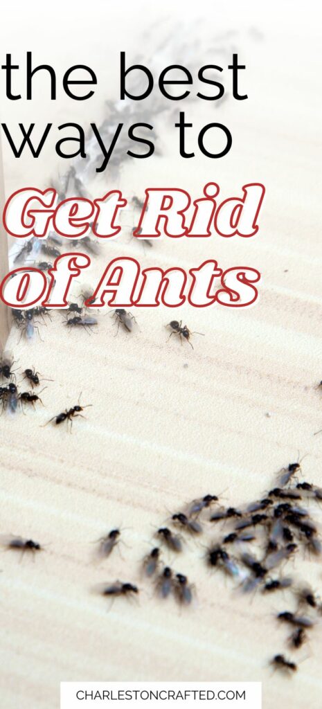 the best ways to get rid of ants