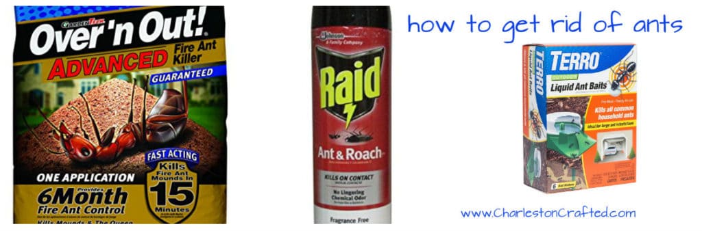 how to get rid of ants - charleston crafted