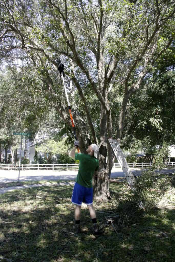 Tree Trimming - Charleston Crafted