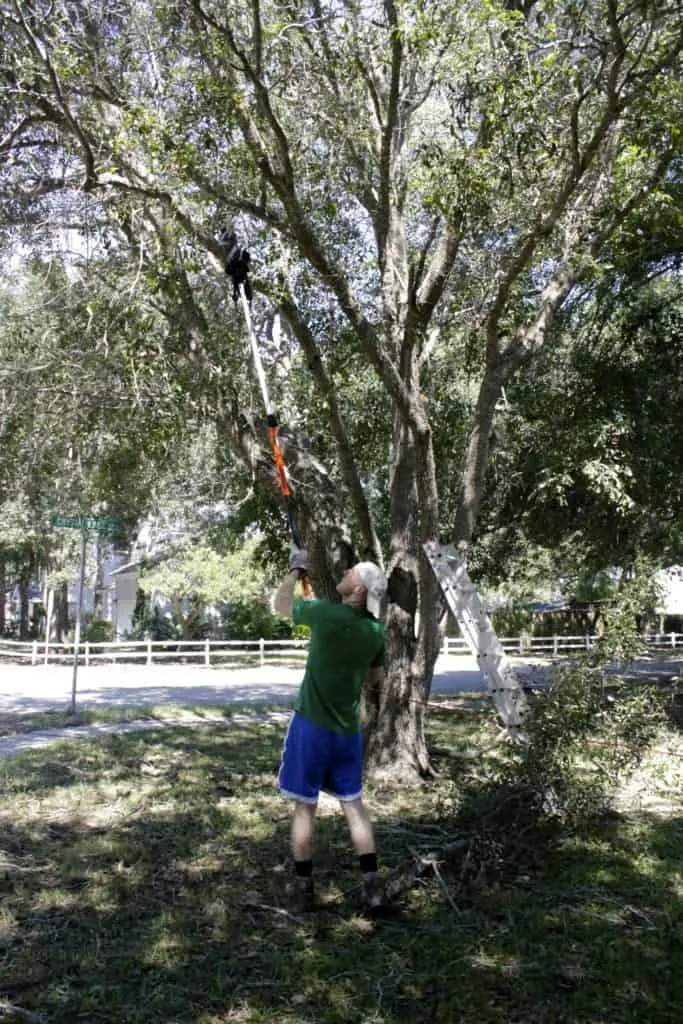 Tree Trimming - Charleston Crafted