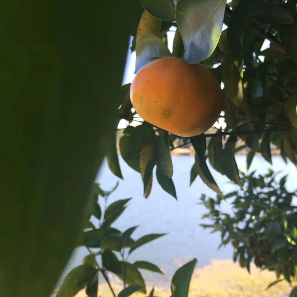 Our Orange Tree - Charleston Crafted