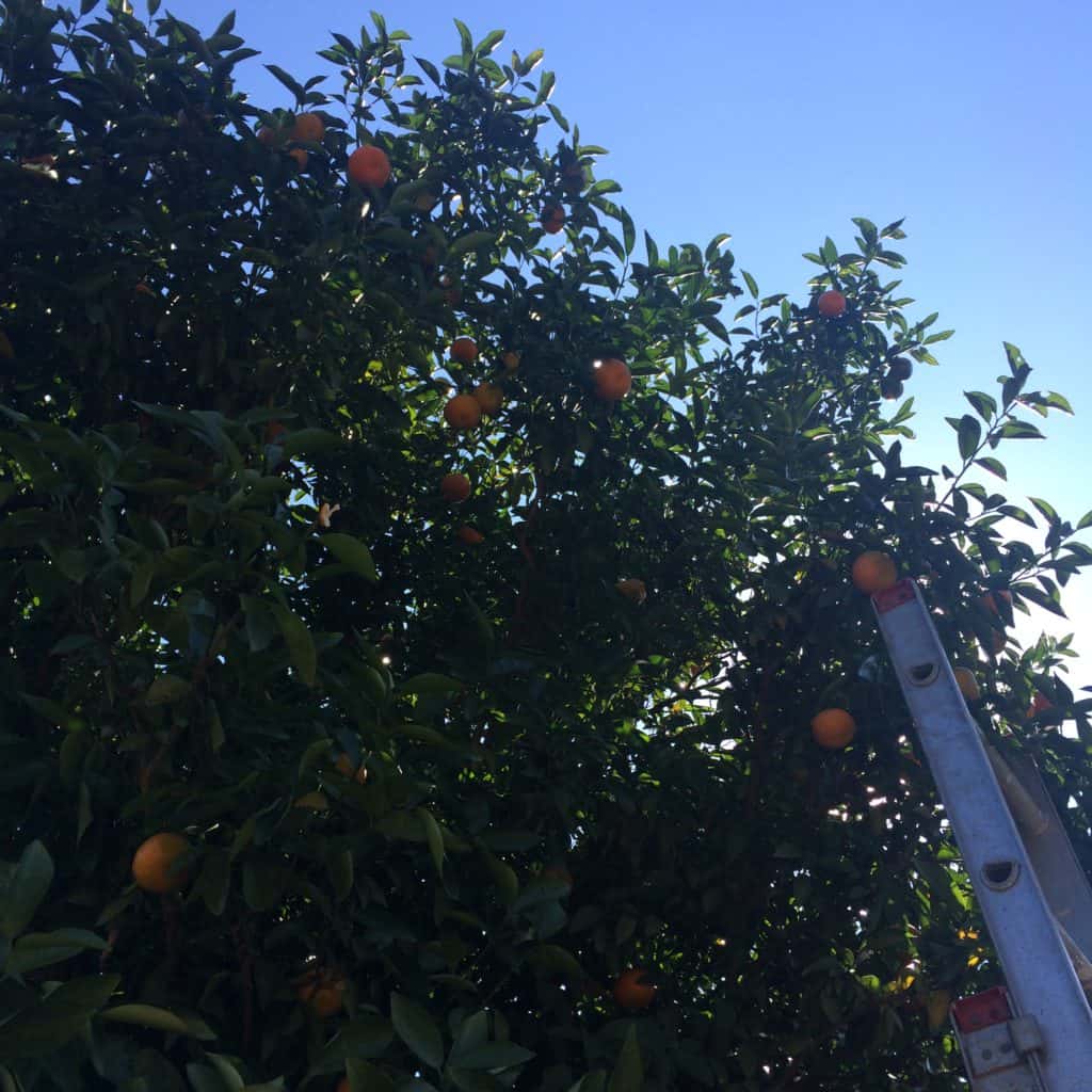 Our Orange Tree - Charleston Crafted