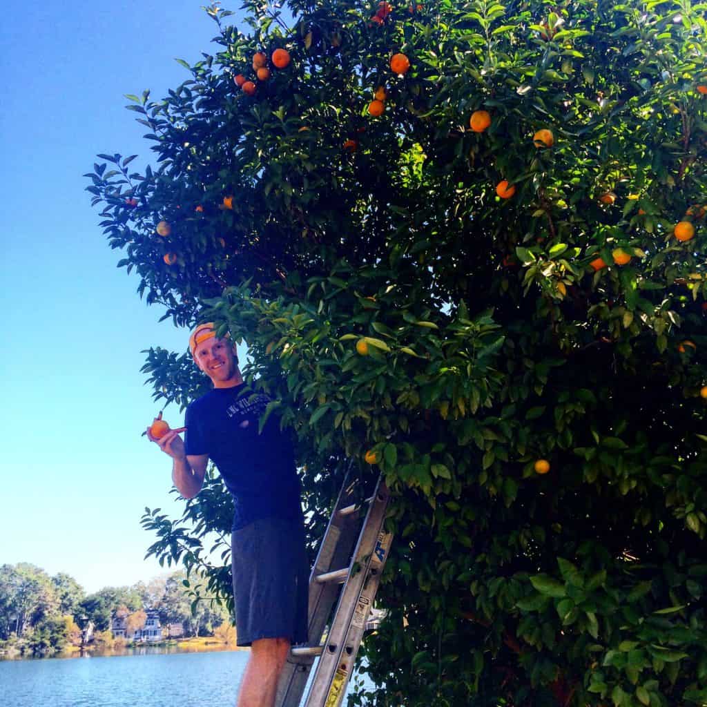 Our Orange Tree - Charleston Crafted