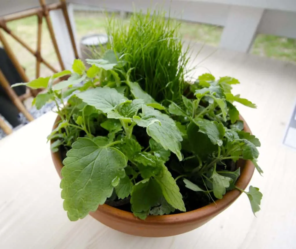 DIY Pet Grass & Cat Nip Cat Garden - Charleston Crafted