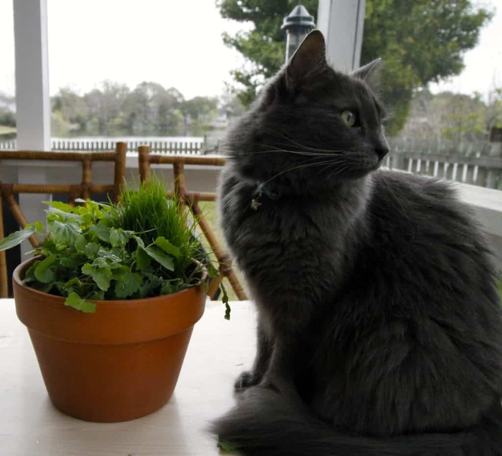 DIY Pet Grass & Cat Nip Cat Garden - Charleston Crafted